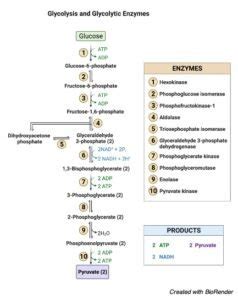 Phosphorylation: Definition, Types, Examples I ResearchTweet