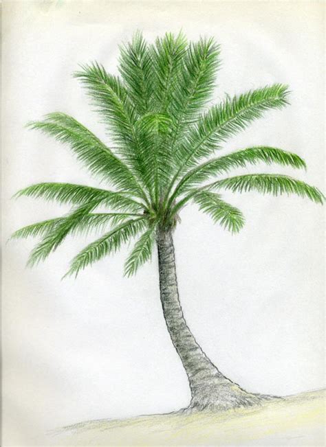 How To Draw Palm Trees