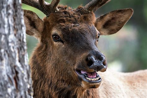 Yellowstone Bull Elk Photograph by Wildlife Fine Art - Fine Art America