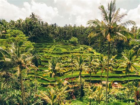 4 Excitements You Will Get in Bali Swing Ubud Rice Terrace Tour | www ...