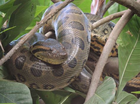 Green Anaconda Facts and Pictures | Reptile Fact