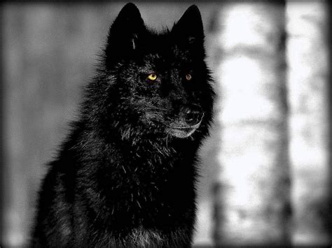 Dark Alpha Wolf Wallpapers - Wallpaper Cave