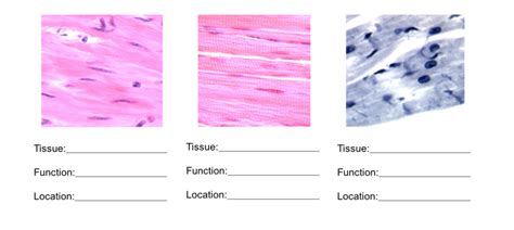 Practical 2: Muscle Types, Functions, Locations Diagram | Quizlet