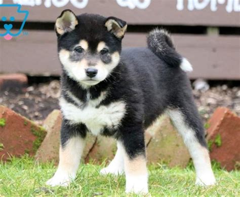 Shiba Inu Puppies For Sale | Puppy Adoption | Keystone Puppies