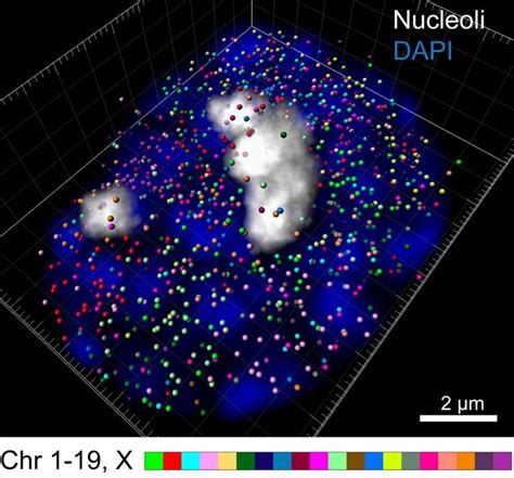 Instantaneous Single-Cell Transcriptome Visualization