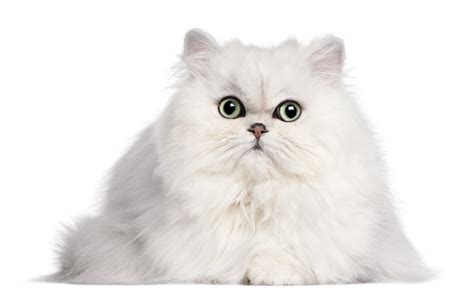 Persian cat breeders in New Jersey | Kittens & Cats for Sale