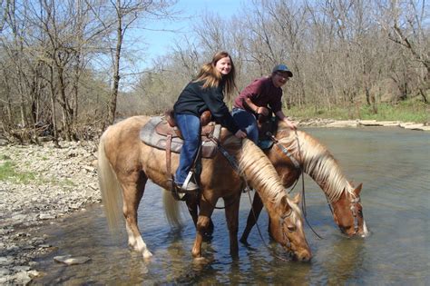 BEGINNER SAFE & KID BROKE PALOMINO Missouri Fox Trotter GELDING, SUPER ...