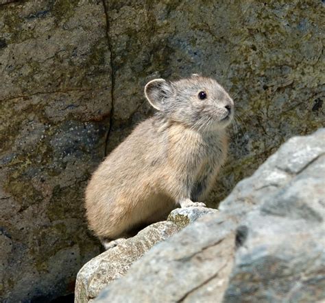 American Pikas Far More Resilient in the Face of Global Warming Than ...