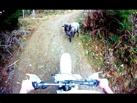 GoPro Strapped To Angry Ram Captures A Duel With A Motorcyclist