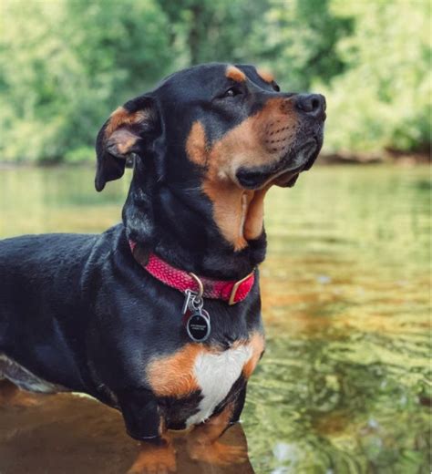 The Rottweiler Hound Mix | A-Love-Of-Rottweilers