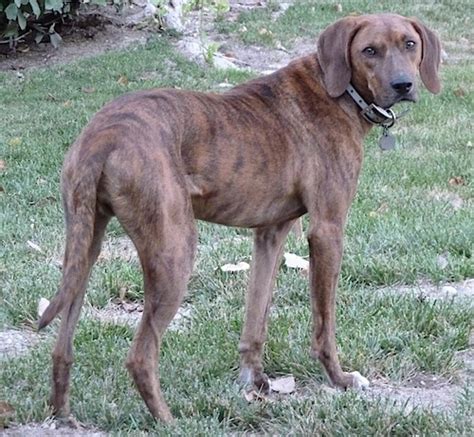 Plott Hound Dog Breed Information and Pictures