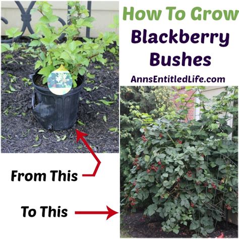 How To Grow Blackberry Bushes