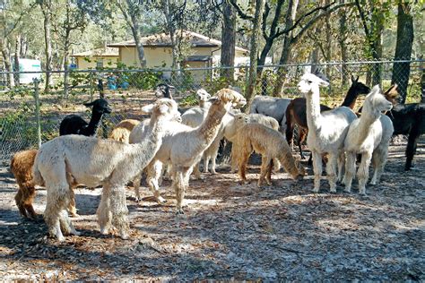 Alpaca Herd | Since this weekend is Alpaca Farm Days, I pres… | Flickr