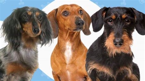 The 3 Types Of Dachshunds: Do You Know Them All?