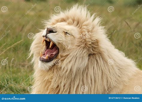 White Lion Teeth stock photo. Image of mammal, feline - 6713612