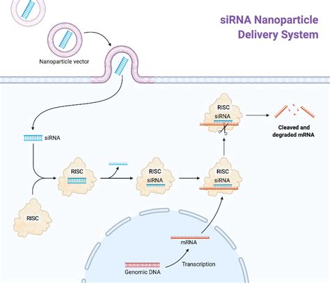 siRNA Nanoparticle Delivery System | BioRender Science Templates