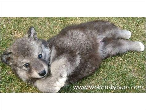 adoption free wolf puppies - Avis Barr