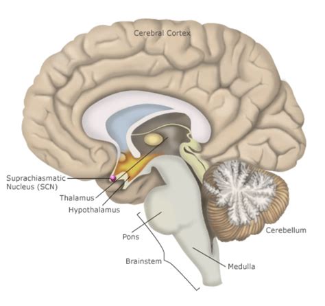 2. Localization of the suprachiasmatic nucleus (SCN) in the human... | Download Scientific Diagram