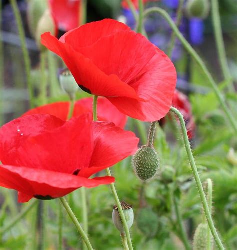 Flanders Poppy Seeds – West Coast Seeds