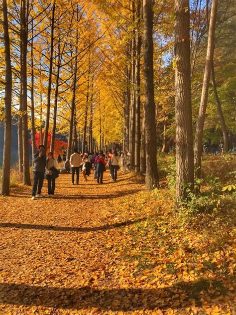 Autumn in Korea: A fun-filled trip to Nami Island - WalkintoKorea - Your Glocal Partner