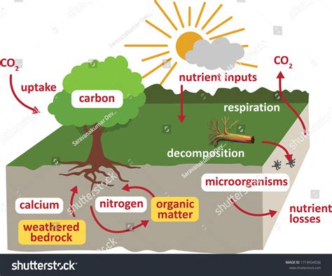 Ilustrasi Stok Nutrient Cycling Soil Carbon Cycle Ecosystem 1719934036 ...