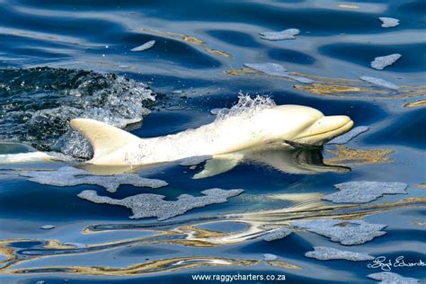 'Disbelief' as Rare Albino Dolphin Spotted Swimming in Africa - Newsweek