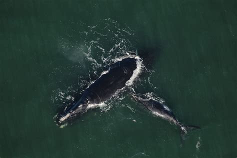 North Atlantic Right Whale Calving Season Ends With Positive Signs for the Future - Clearwater ...