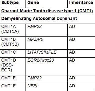 Charcot-Marie-Tooth Disease - Symptoms, Causes, Treatment | NORD