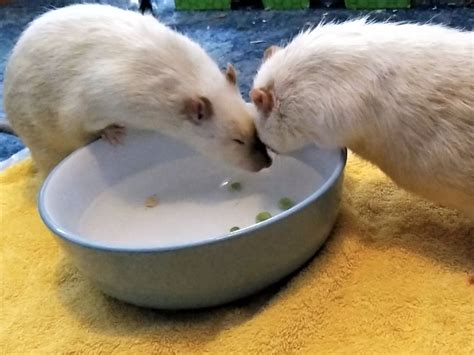 beautiful siamese rat brothers fishing for peas | Rats, Beautiful, Siamese