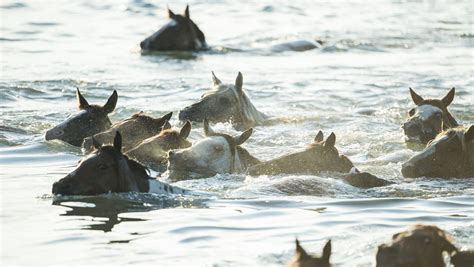 Chincoteague pony swim: Wild ponies make annual swim