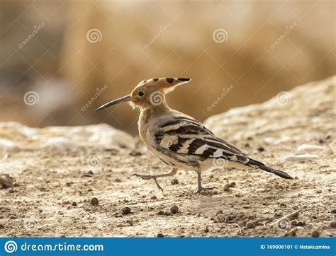 Israelâ€™s National Bird, Eurasian Hoopoe Stock Image - Image of closeup, beautiful: 169006101