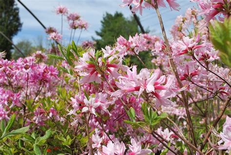 Deciduous Shrubs | Planters' Choice