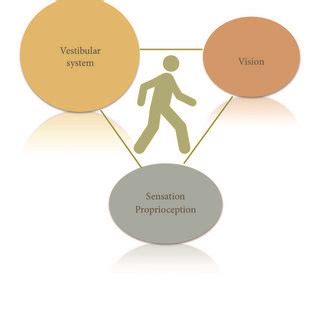 The Balance System. Balance as a function of vestibular system with... | Download Scientific Diagram