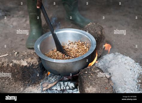 Arabian coffee coffea arabica hi-res stock photography and images - Alamy