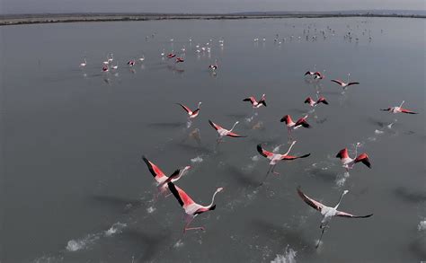 Torrevieja salt lakes, tourist tours resume for summer