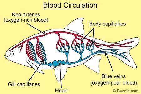 Class osteichthyes - The Tree of Life