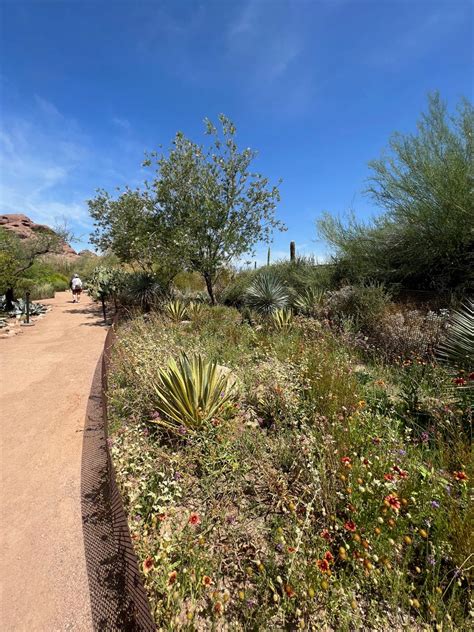 Best native and desert plants for Arizona gardens: Photos