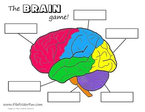 Brain Crafts and Activities | Brain craft, The brain for kids, Human body activities