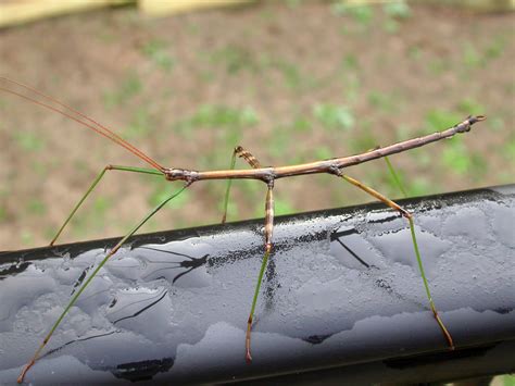 Door to Nature: Walking Sticks - Door County Pulse