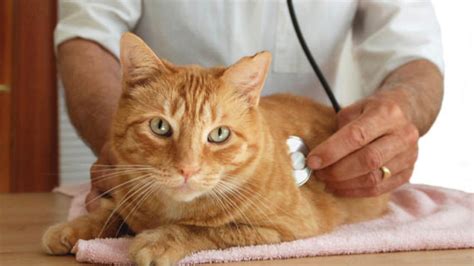 The Best Ways to Prevent Cancer in Pets | PetMD