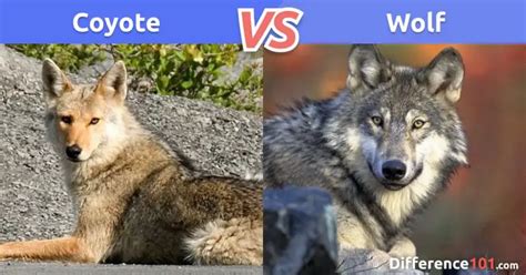 Coyote vs. Wolf: Key Differences, Pros & Cons, FAQ | Difference 101