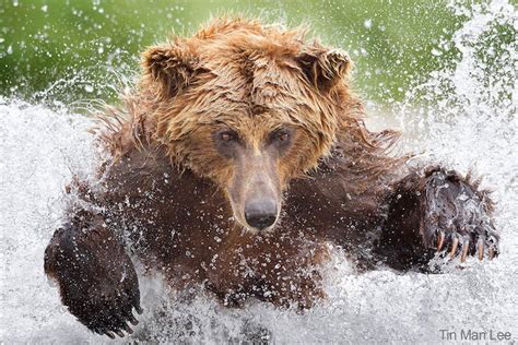 15 Famous Wildlife Photographers You Should Know in 2024