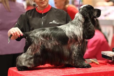 English cocker spaniel The grooming show 2018 | Dog grooming, English ...