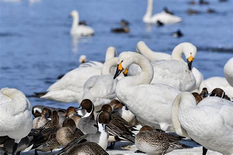 Swan Duck Lake - Free photo on Pixabay - Pixabay