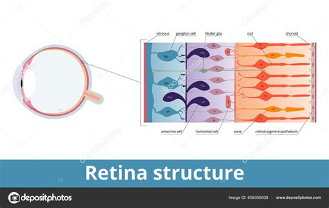 Retina Structure Retina Cell Organization Including Rods Cones ...