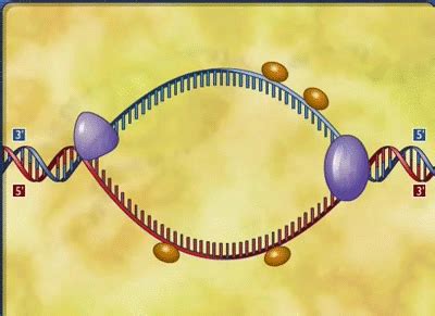 dna GIF - Find & Share on GIPHY | Biology facts, Biology classroom, Biology college