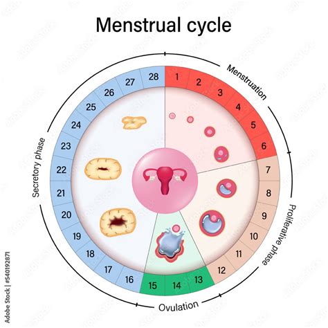 Menstrual cycle chart vector. Menstrual, proliferative ovulation and ...