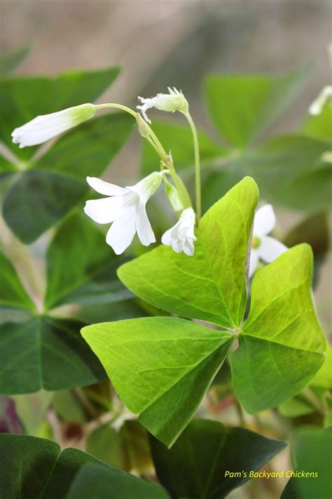 Pam's Backyard Chickens: How To Care For A Shamrock Plant