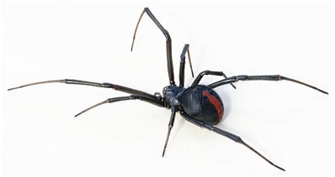 Redback Spider Suspected of Biting Student | Fukuoka Now