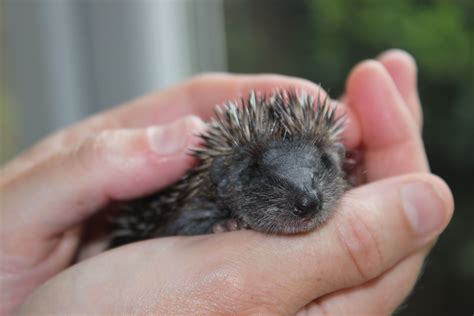 a person holding a small hedgehog in their left hand and it's face close to the camera